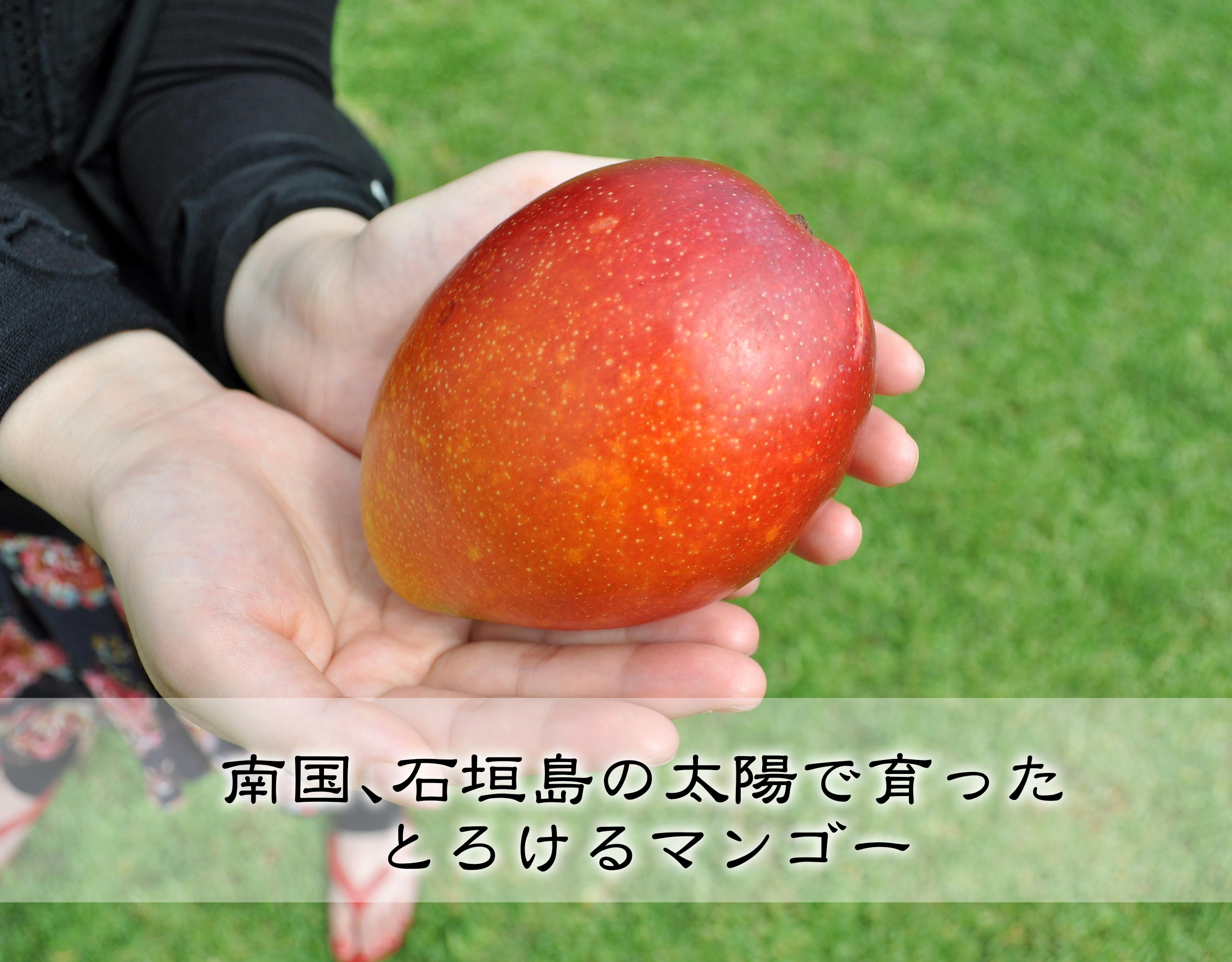 南国石垣島で育ったマンゴー